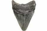Fossil Megalodon Tooth - South Carolina #203160-1
